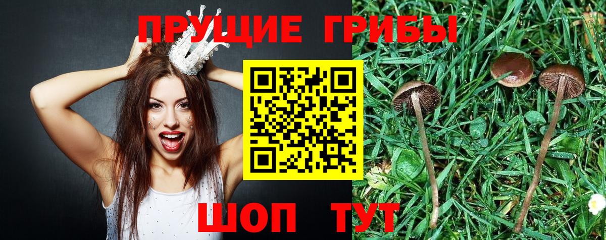 где купить наркотик  Вход с VPN  Семилуки  Псилоцибиновые грибы Cubensis 